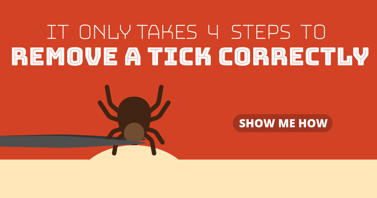 It only takes 4 steps to remove a tick correctly. Show me how.